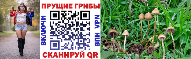 Галлюциногенные грибы мухоморы  дарнет шоп  Киренск 